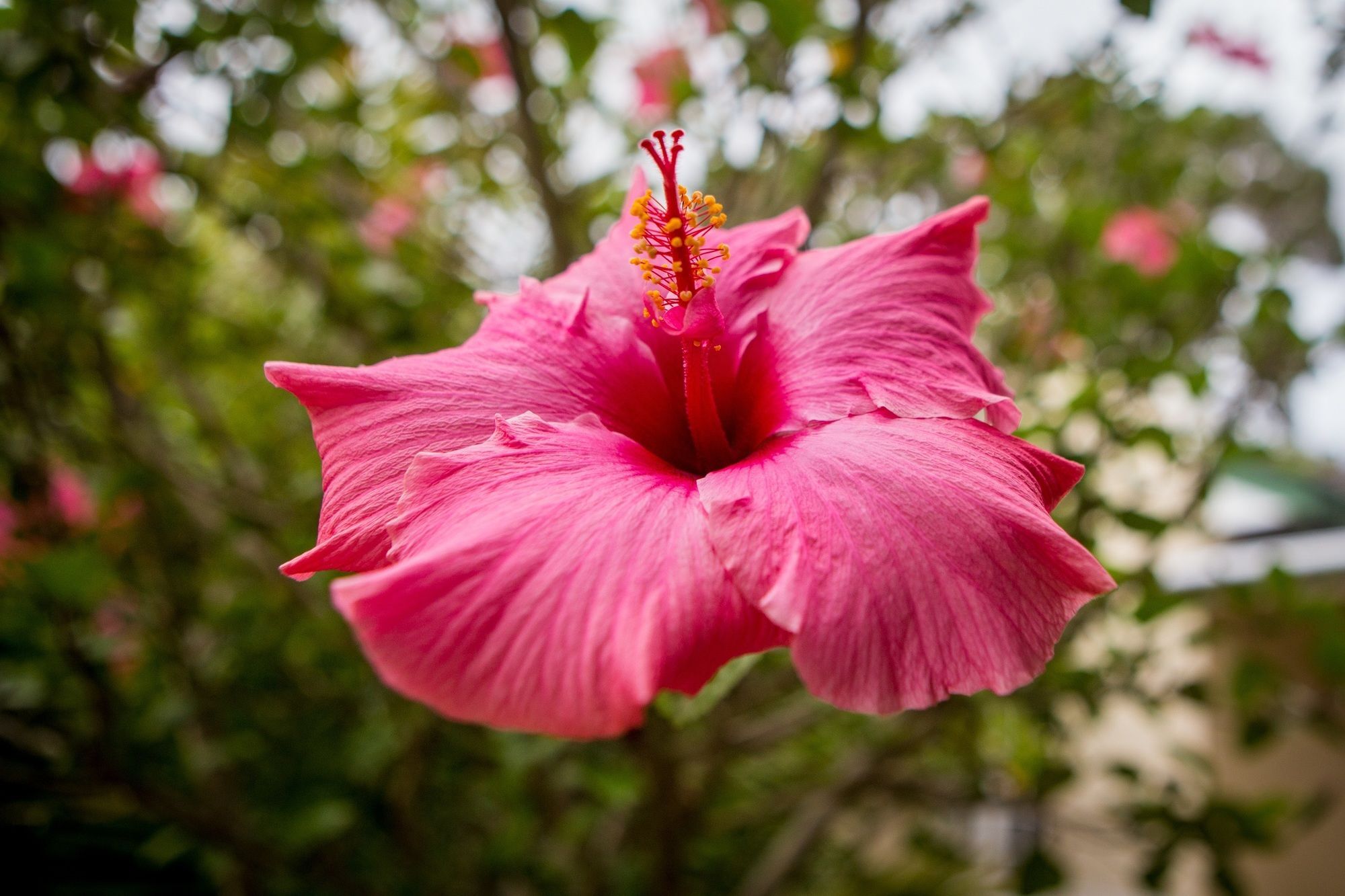 Somerset Villa Guesthouse Somerset West Dış mekan fotoğraf