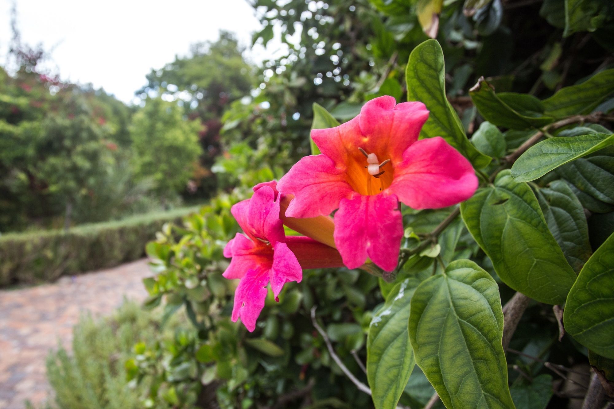 Somerset Villa Guesthouse Somerset West Dış mekan fotoğraf